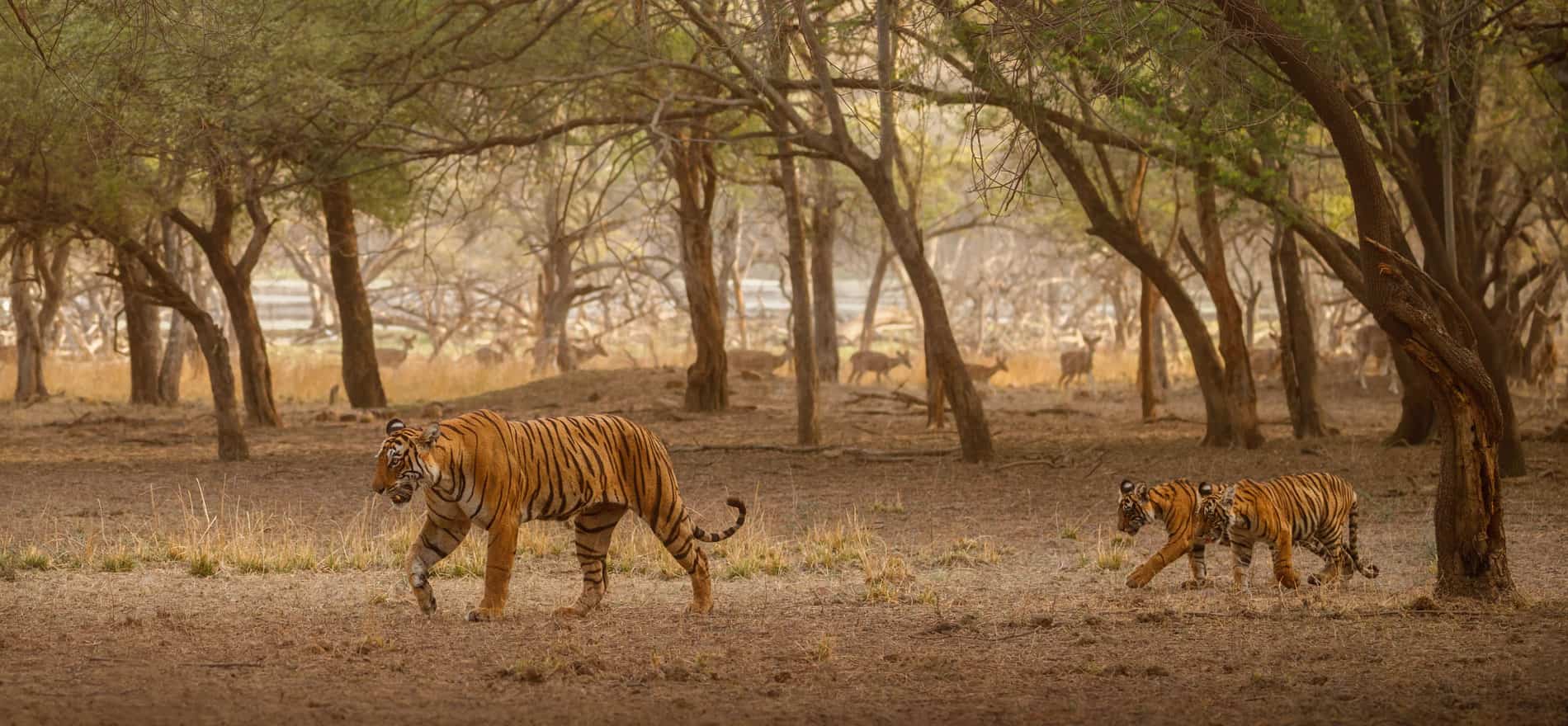 Local Tour Guide For Ranthambore